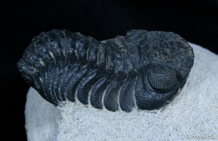 Black Phacops Trilobite With Beautiful Eyes #2260